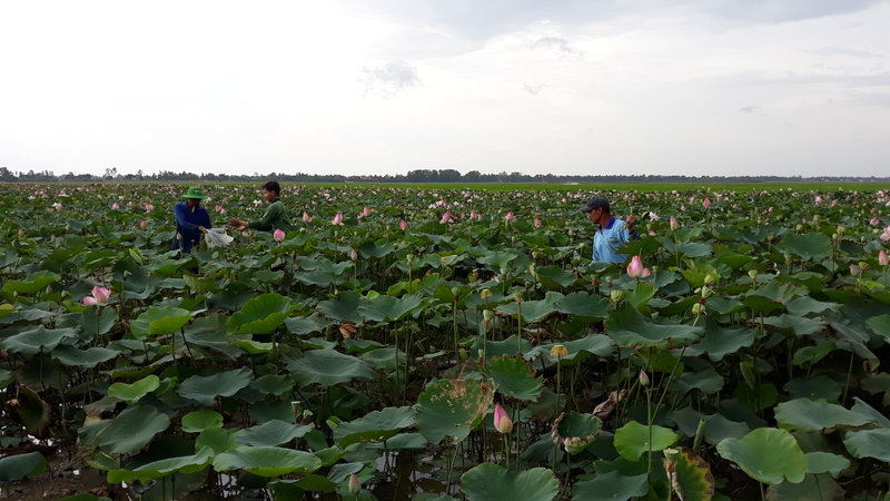 Cây sen phat triển tốt trên vùng đất Giang Thành.jpg